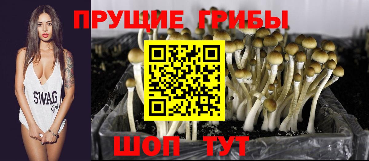 Карачаевск  Псилоцибиновые грибы Psilocybine cubensis  Вход с VPN  Галлюциногенные грибы Psilocybine cubensis 